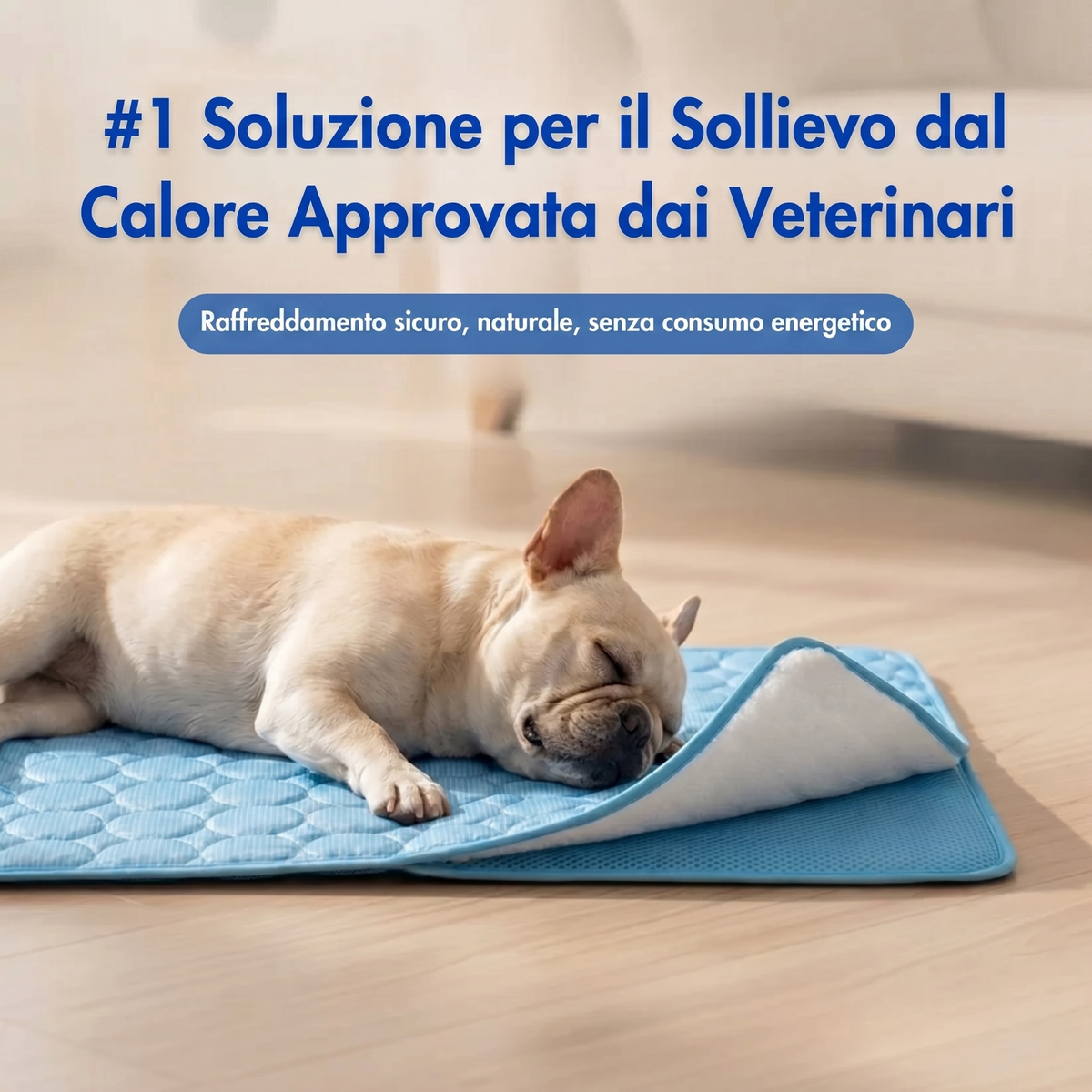 Finalmente. Una soluzione contro il caldo pensata per le razze dal muso schiacciato di Avlina