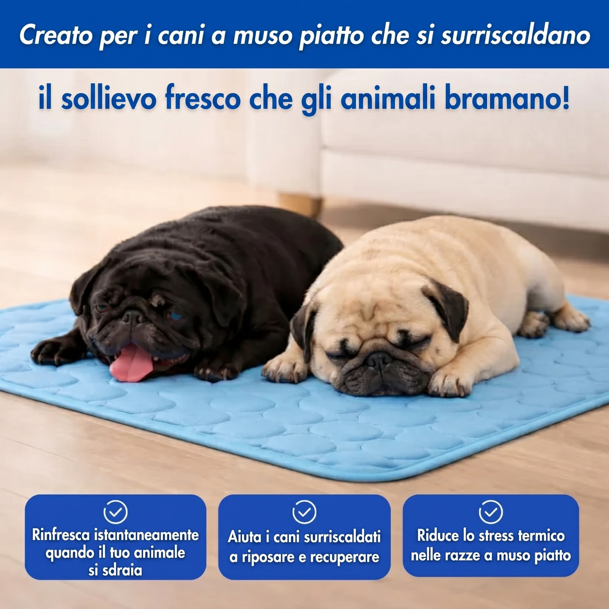 Finalmente. Una soluzione contro il caldo pensata per le razze dal muso schiacciato di Avlina