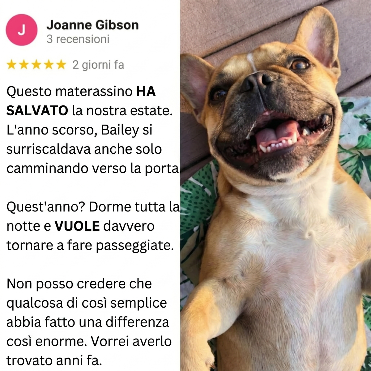 Finalmente. Una soluzione contro il caldo pensata per le razze dal muso schiacciato di Avlina